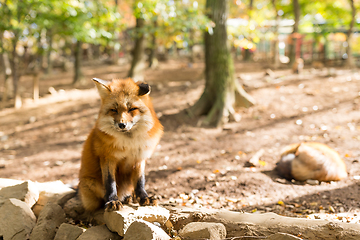 Image showing Cute fox at outdoor in autumn