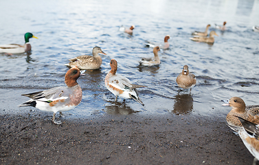 Image showing Feeding duck