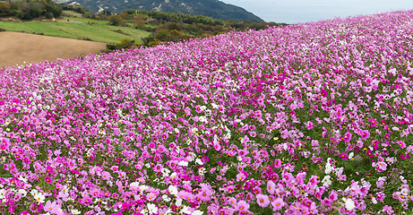 Image showing Pink Cosmos flower garden