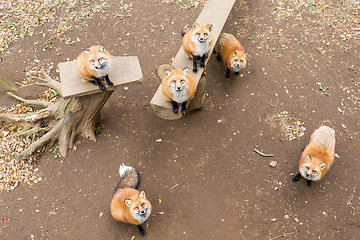 Image showing Many fox looking for snack together