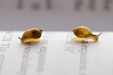 Image showing Small snails