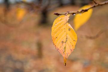 Image showing Details of leaf