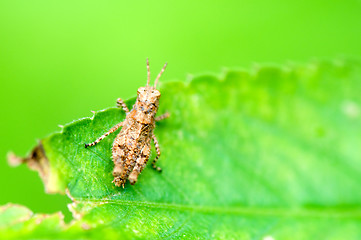 Image showing Grasshopper on leaf