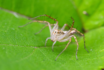 Image showing Lynx spider on plant