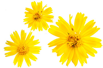 Image showing Yellow marguerite