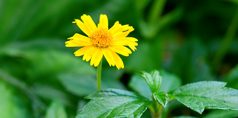 Image showing Yellow marguerite