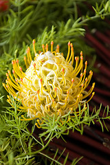 Image showing Yellow blooming protea pincushion