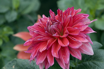 Image showing Rosy dahlia flower