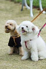 Image showing Two adorable dogs