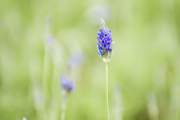 Image showing Lavender