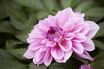 Image showing Pink dahlia flower