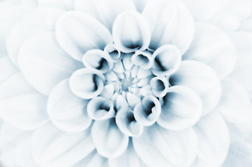 Image showing Dahlia flower closeup