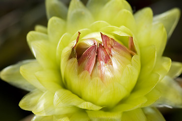 Image showing Green dahlia flower