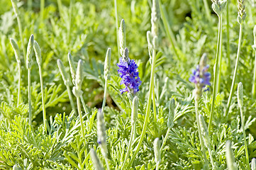 Image showing Lavender