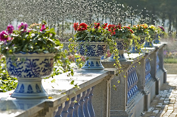 Image showing Pots of flowers