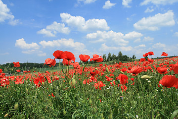 Image showing Poppy