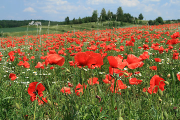 Image showing Poppy