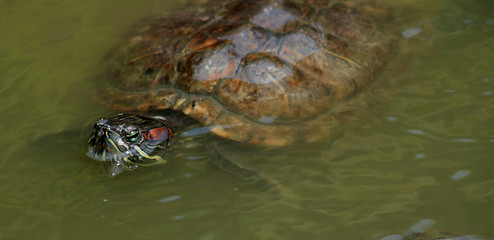 Image showing Red-Eared Slider (Trachemys scripta elegans)