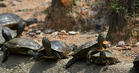 Image showing Red-Eared Slider (Trachemys scripta elegans)