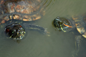 Image showing Red-Eared Slider (Trachemys scripta elegans)