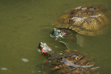 Image showing Red-Eared Slider (Trachemys scripta elegans)