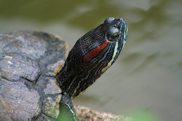 Image showing Red-Eared Slider (Trachemys scripta elegans)