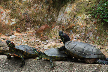 Image showing Red-Eared Slider (Trachemys scripta elegans)