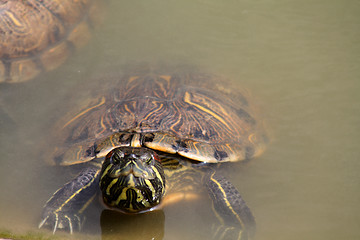 Image showing Red-Eared Slider (Trachemys scripta elegans)