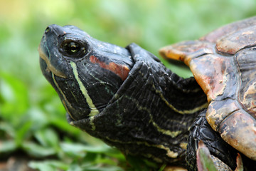 Image showing Red-Eared Slider (Trachemys scripta elegans)