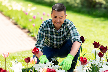 Image showing middle-aged man taking care of flowers at garden