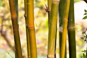 Image showing Bamboo