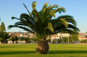 Image showing Palm tree