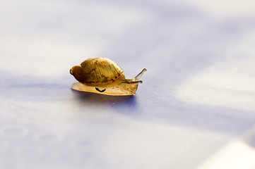 Image showing Small snail