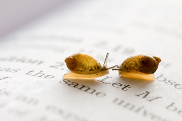 Image showing Small snails