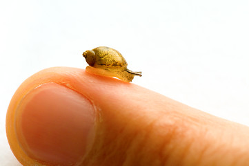 Image showing Small snail