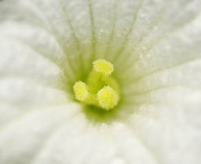 Image showing Closeup of white flower