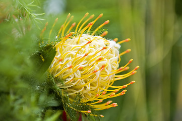 Image showing Yellow blooming protea pincushion