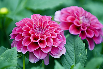 Image showing Pink dahlia flowers