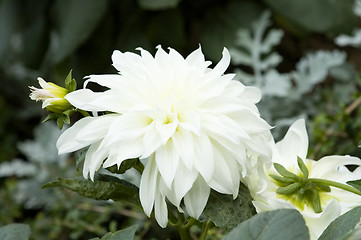 Image showing Blooming dahlia flower