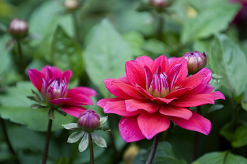 Image showing Blooming dahlia flowers