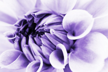 Image showing Dahlia flower closeup