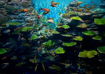 Image showing Corals with fish