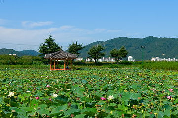 Image showing Lotus pond