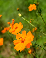 Image showing Orange marguerite