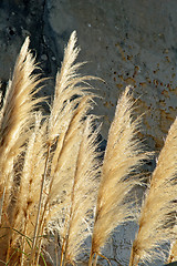 Image showing Bulrush against sunlight