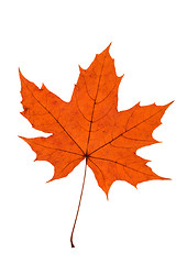 Image showing Maple Leave