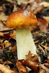 Image showing Boletus edulis.