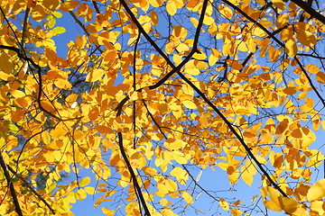 Image showing Autumn leaves.