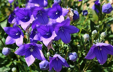 Image showing Bluebell flowers.