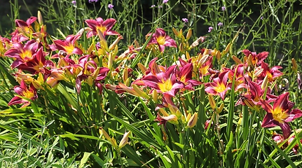 Image showing Day lily.